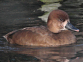 Red-crested Pochard x (Ferruginous Duck x Greater Scaup) trigen